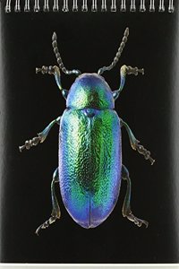 2018 Natural History Museum 2018 'Beetles & Bugs'