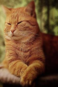 Marmalade Cat Journal