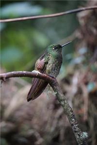 Hummingbird Notebook