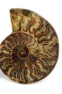 Fossils Notebook