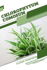 Chlorophytum comosum