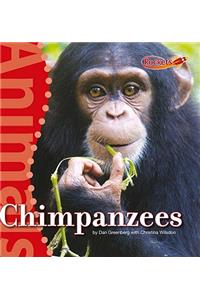 Chimpanzees