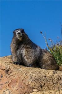 The Lounging Marmot Journal