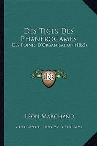 Des Tiges Des Phanerogames