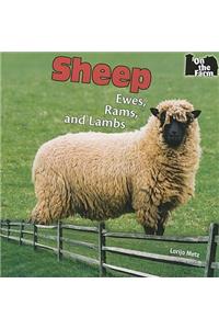 Sheep