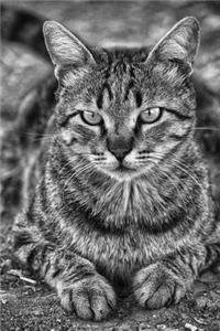 Captivating Gray & Black Striped Cat Journal