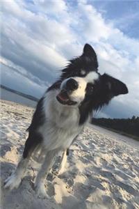 Dog on the Beach Journal: 150 Page Lined Notebook/Diary
