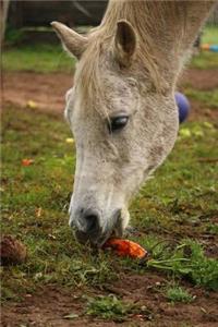 A Pretty Horse Snacking on an Orange Carrot Journal