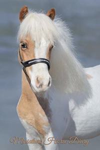Miniature Horse Diary