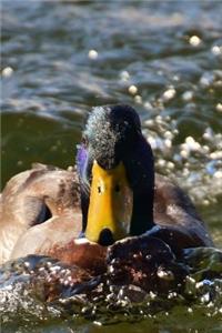 Mallard Duck in the Water Journal
