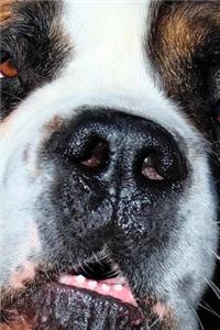 The Big Old Snout of a St Bernard Dog journal
