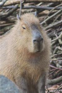 The Capybara Checks You Out Journal