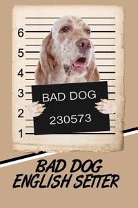 Bad Dog English Setter