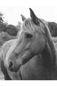 Wild Horse in Pasture Blank Sheet Music
