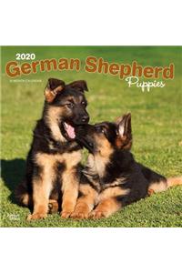 German Shepherd Puppies 2020 Square