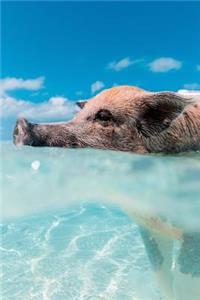 Swimming Caribbean Pig