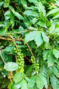 Green Coffee Tree in Columbia Journal