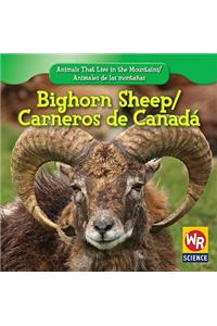 Bighorn Sheep / Carnero de Canadá