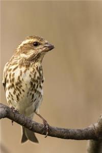 New Hampshire State Bird - Purple Finch Journal