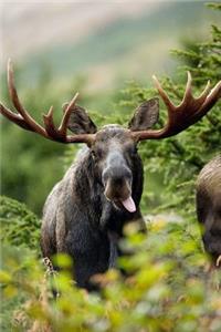 Moose Journal