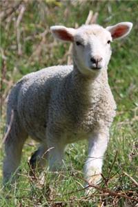 Lamb in the Field Animal Journal