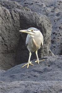 Green-backed Heron Journal (Butorides Striatus) Bird Journal