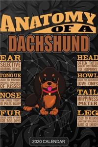 Anatomy Of A Dachshund