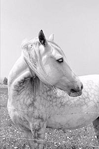 2020 Weekly Planner Horse Photo Equine Dappled Grey Pasture 134 Pages