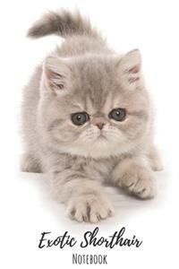 Exotic Shorthair Notebook