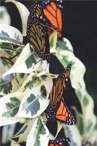 Four Pretty Monarch Butterflies Journal