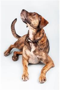 Dog Journal/Notebook