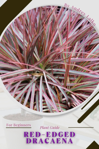 red-edged dracaena
