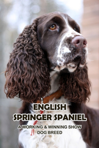 English Springer Spaniel