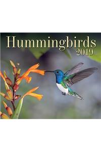 Hummingbirds 2019