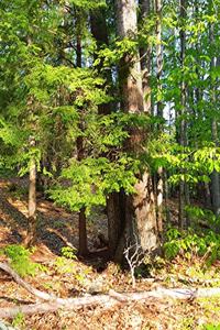 School Composition Book Springtime Morning Shadows Forest