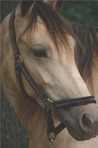 Horseback Rider Journal