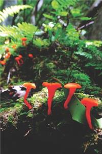 Fungi Pretty Blank Lined Journal for daily thoughts notebook Lovely Lake Arrowhead Photograph