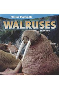 Walruses