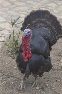 Turkey Says This Thanksgiving Eat Ham Journal