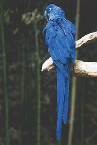 Say Hello to the Big Blue Parrot Journal