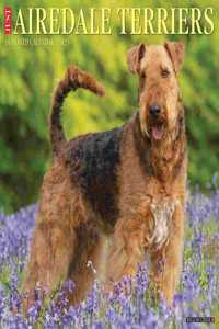 Just Airedale Terriers 2023 Wall Calendar