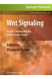 Wnt Signaling