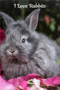 I Love Rabbits