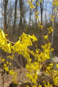 2019 Weekly Planner Forsythia Branch Against Forest 134 Pages
