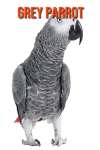 Grey Parrot