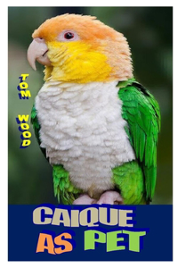 Caiques as Pet