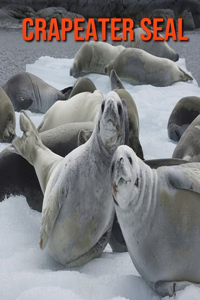 Crapeater Seal