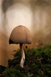 Mica Comatus Forest Mushroom
