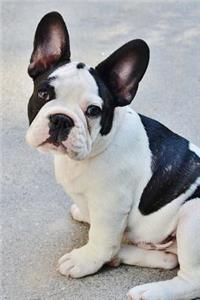 Such an Adorable Face! Black and White French Bulldog Puppy Pet Journal