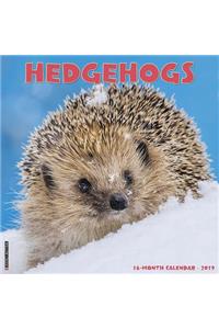 Hedgehogs 2019 Wall Calendar